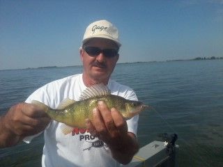 Man holding a yellow perch fish on a boat; sunny day, water in the background.