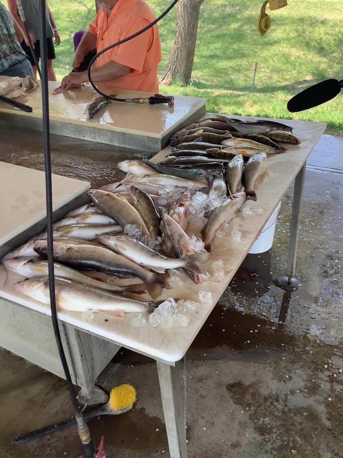 Fish on ice on a table with a person filleting them in an outdoor setting.