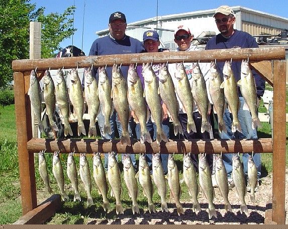 Fishermen with a display of caught fish, likely walleye, hanging on a wooden rack, sunny outdoor setting.