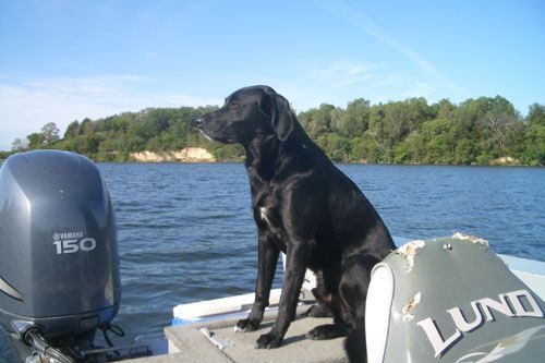 Black labrador retriever named Levi sits on Lund Fisherman boat, looking out at the water, blue sky, and trees in background.