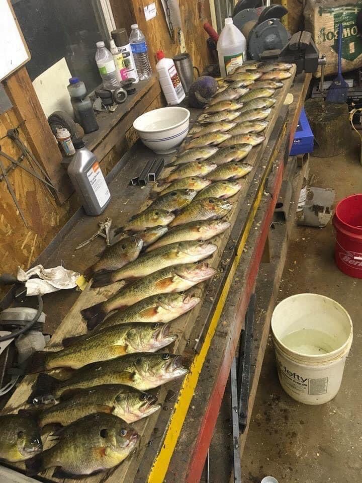 Line of freshly caught fish on a wooden workbench. Fishing gear, buckets, and bottles are nearby.