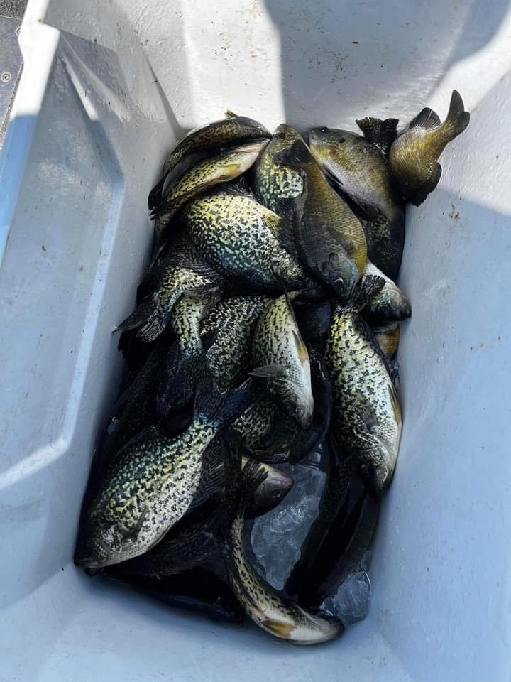 A cooler filled with a large catch of speckled crappie fish, mostly gray and black.