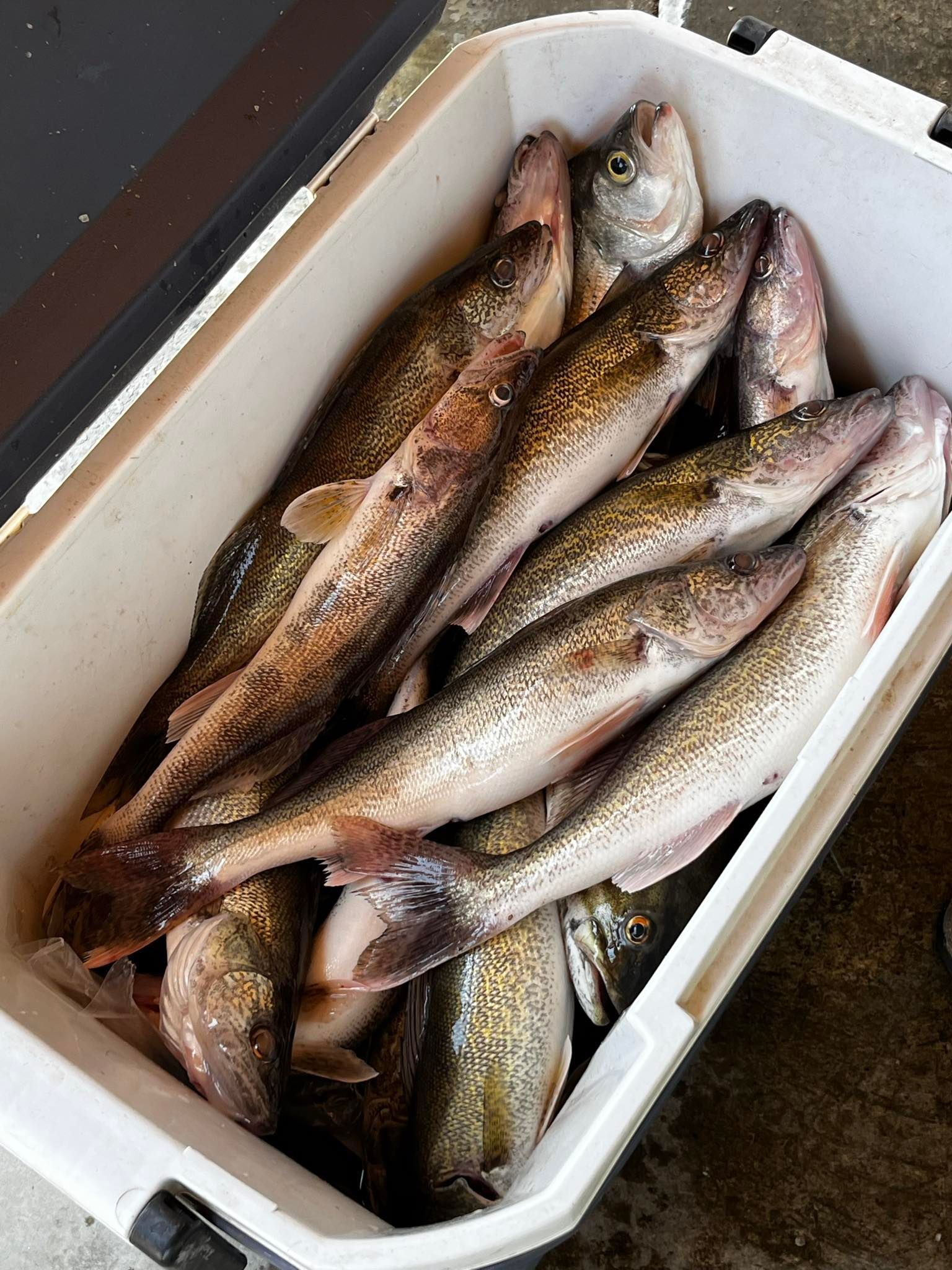 White cooler filled with several freshly caught walleye fish.