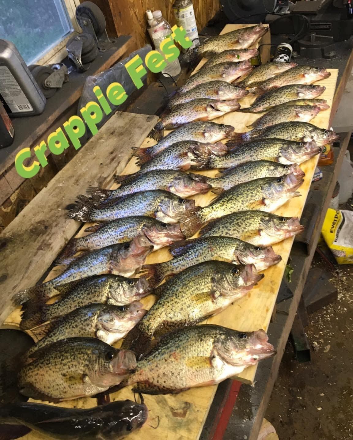 Arrangement of many crappie fish on a wooden surface, with a catfish at the bottom. The text 