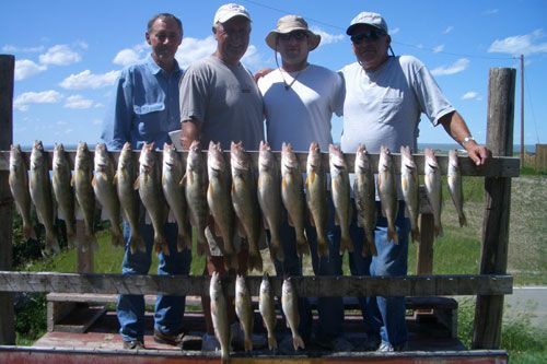 Four people stand behind a rack of hanging fish, smiling in front of a blue sky and grassy field.