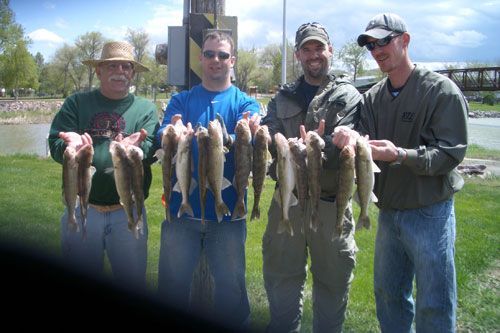 Four people holding up multiple fish, standing near a river and a utility pole.
