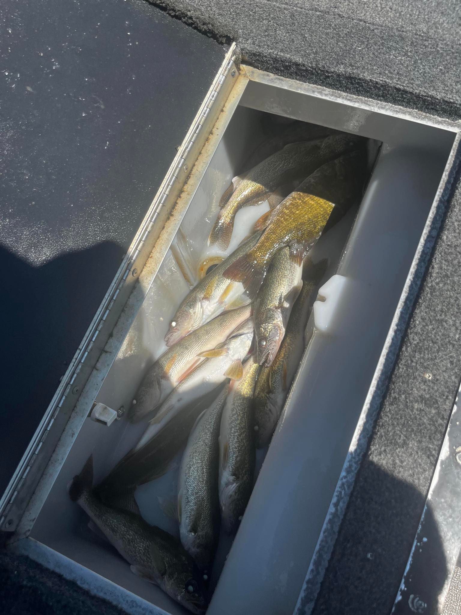 A boat's storage compartment filled with several fish, some with speckled patterns.