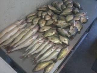 Pile of freshly caught fish on a silver surface. Various sizes and species, some light yellow-green.
