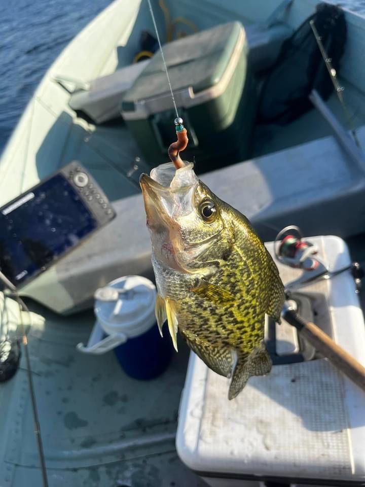 Crappie fish with a hook in its mouth, caught on a fishing line in a boat.