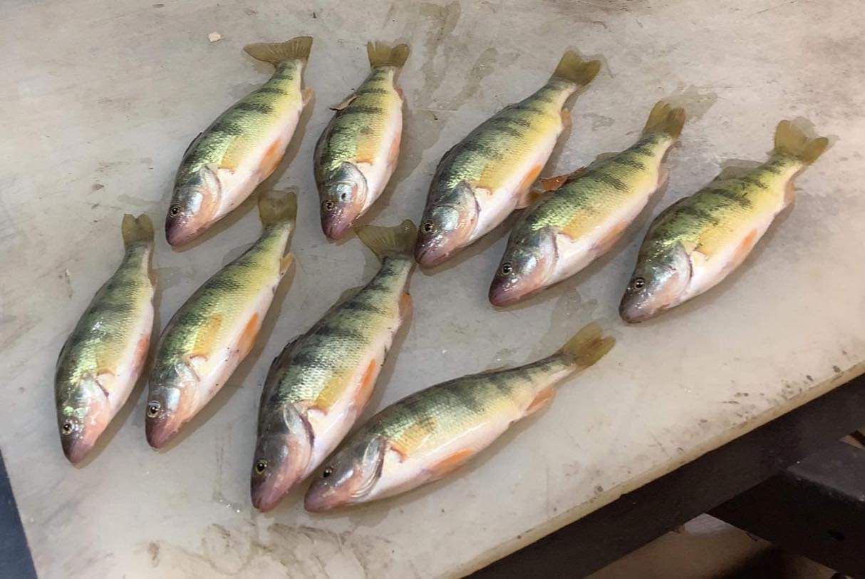 Ten yellow perch fish arranged on a white cutting board.