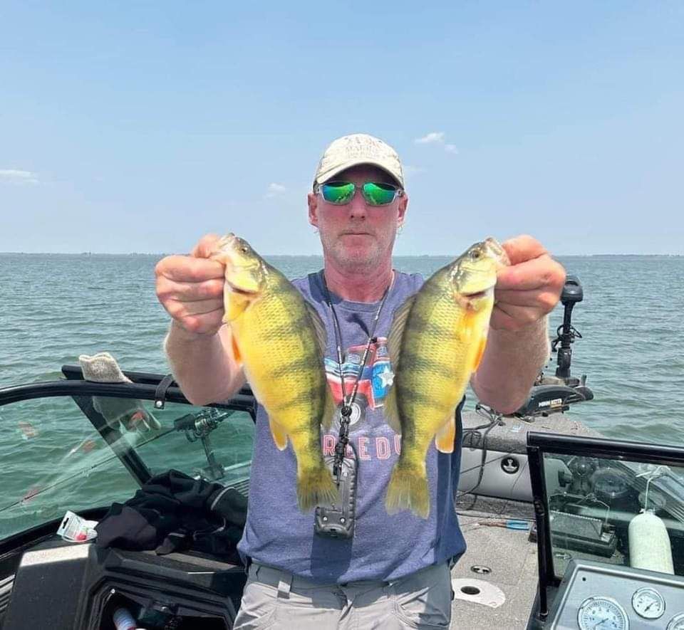 Man on boat holding up two yellow perch. Sunny day on water.