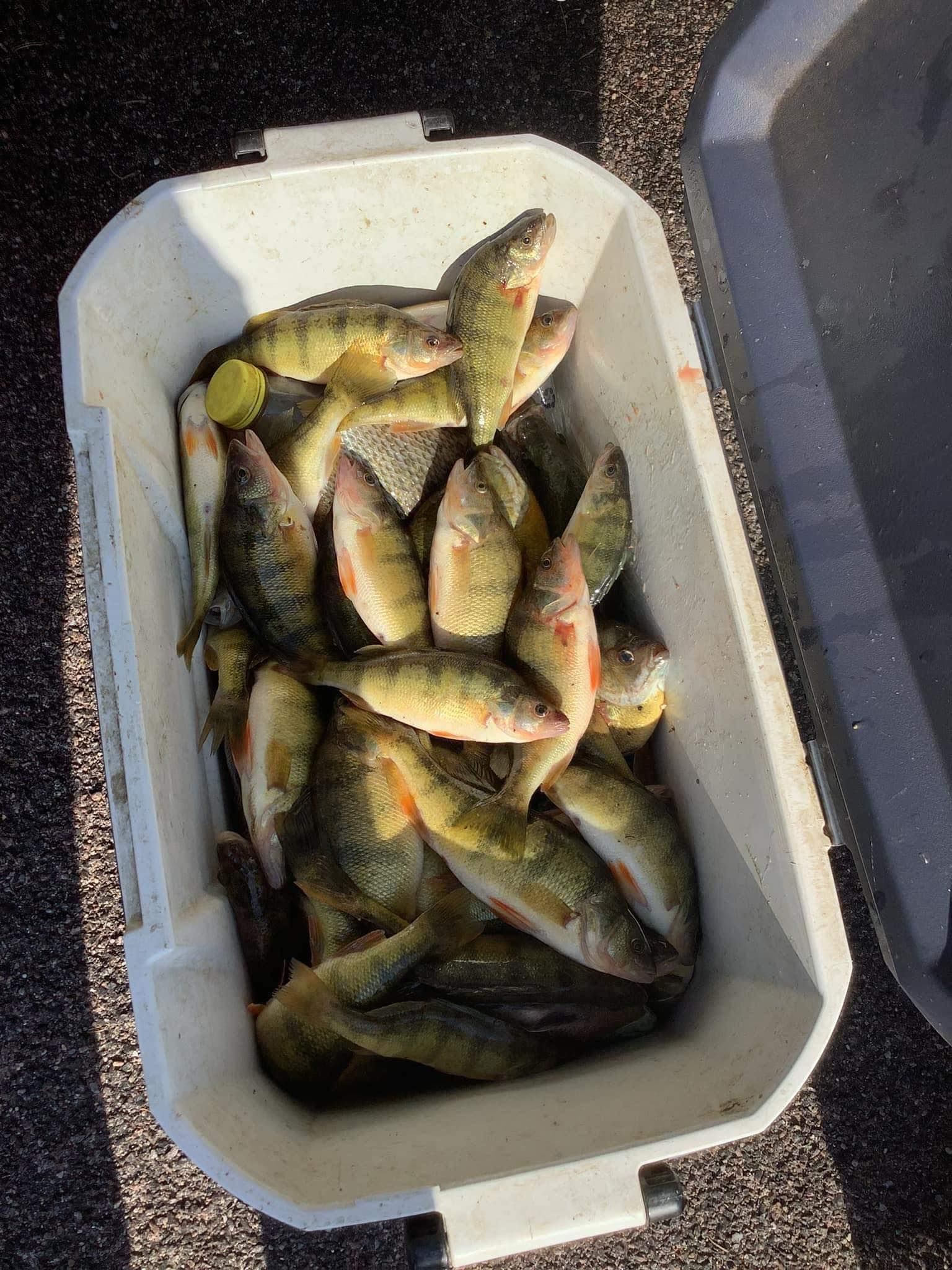 Yellow perch in a white cooler, caught while fishing.
