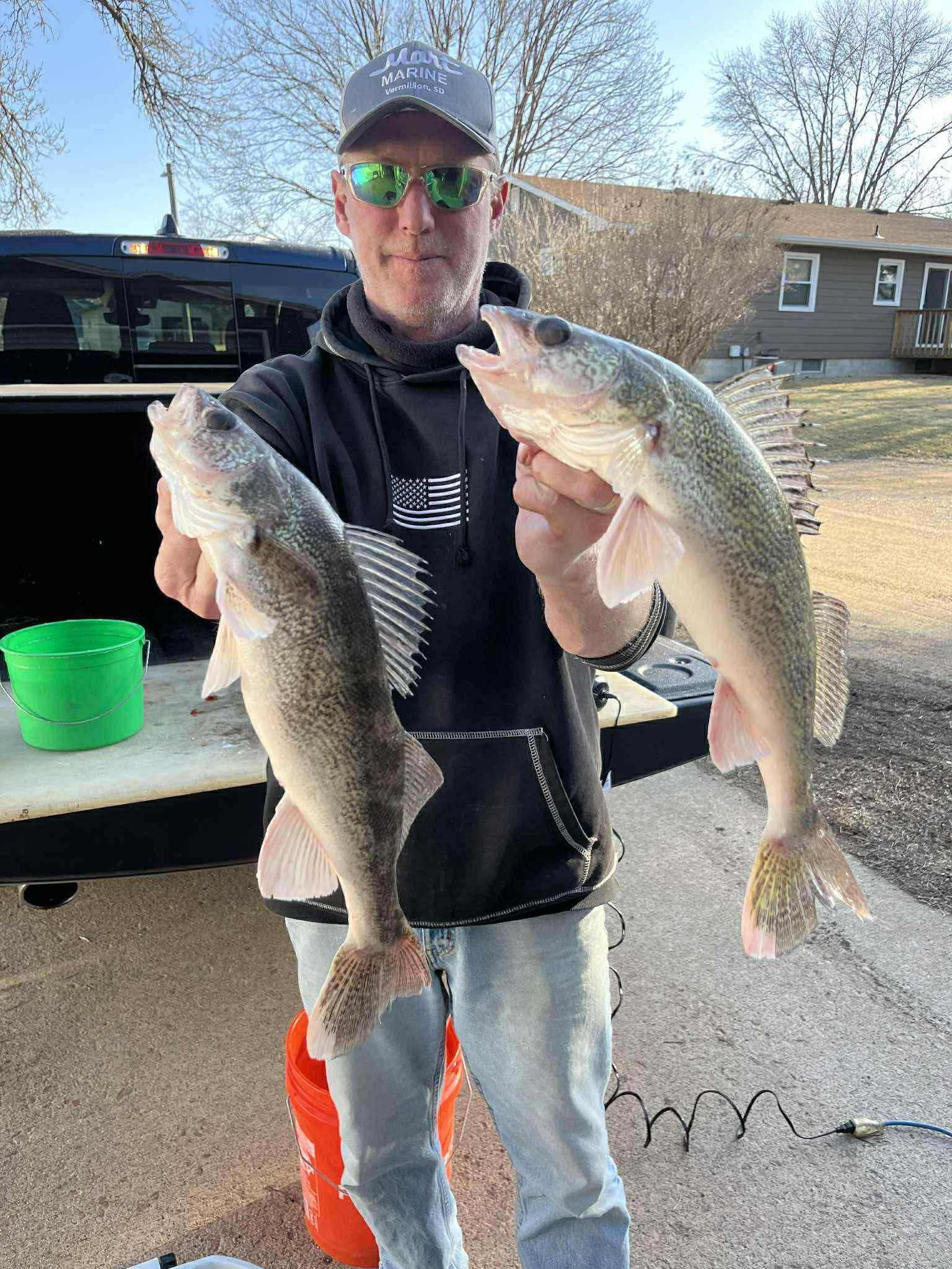 Man holding two walleye fish near a black truck, green bucket, and house.