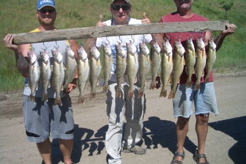 Three people holding a wooden bar with numerous fish hanging from it; outdoor setting on Lake Oahe.