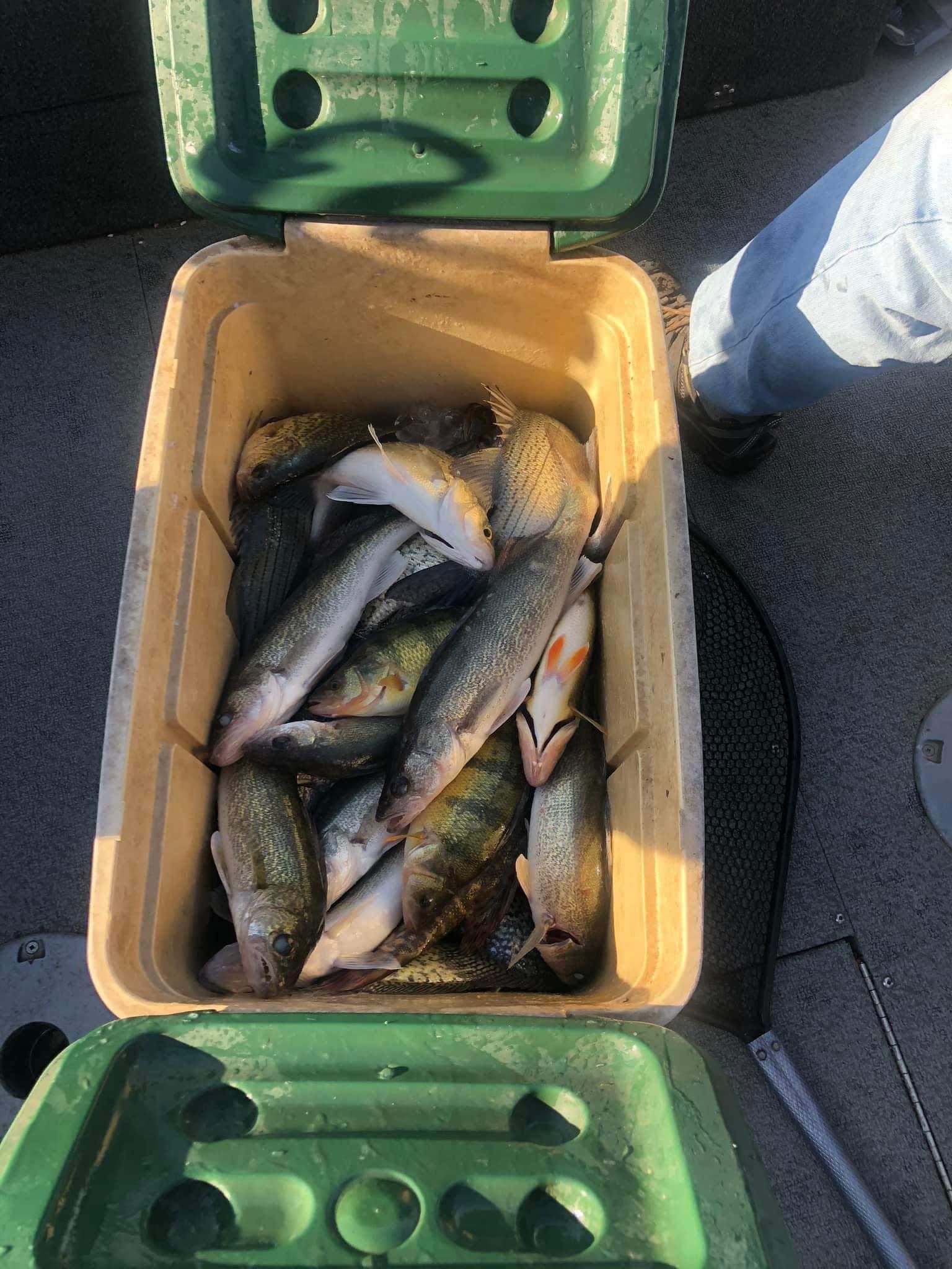 A cooler filled with freshly caught fish on a boat.