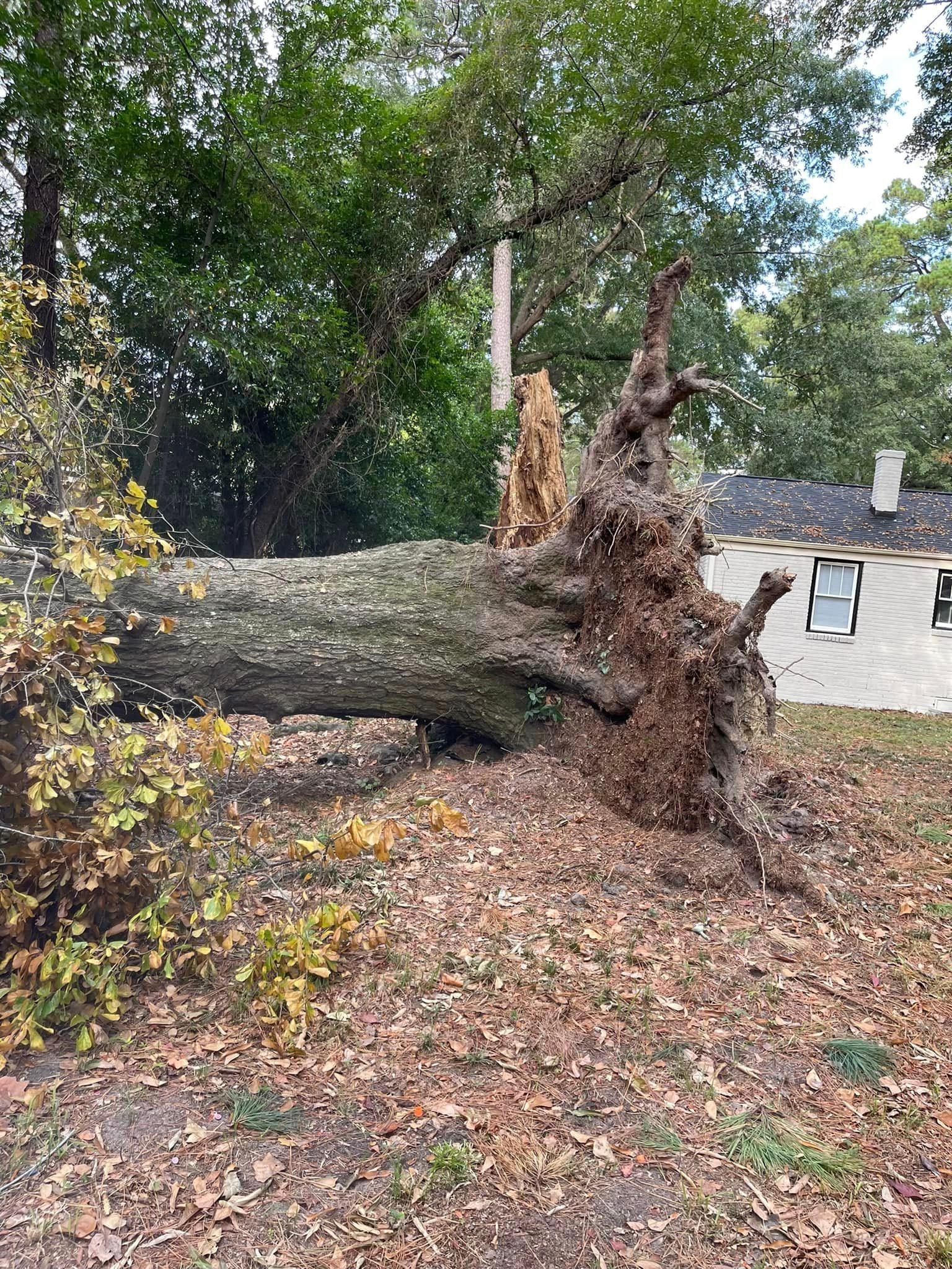 A Tree That Fell After a Storm – Elgin, SC - Kirby's Tree Care