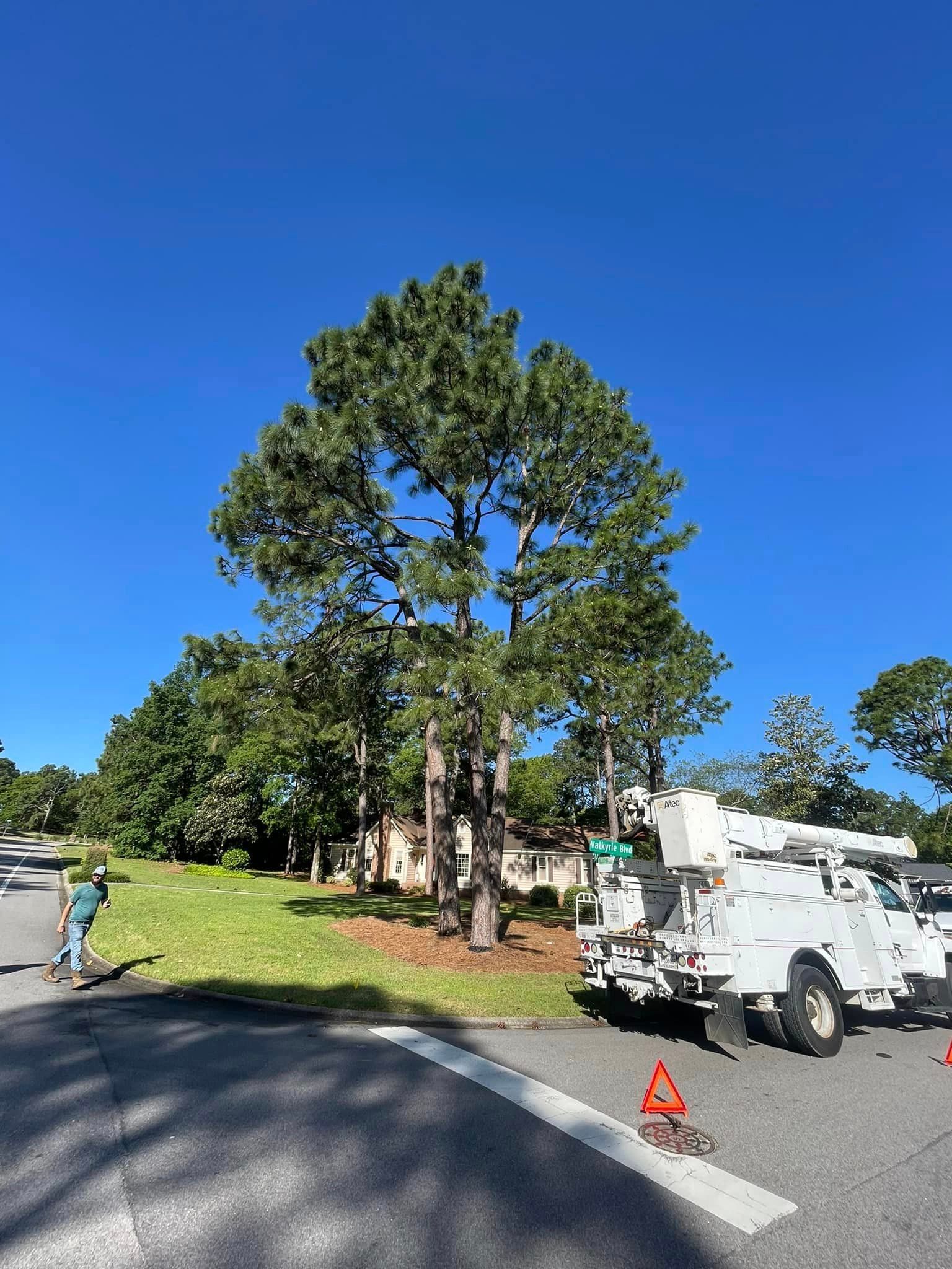 Tree – Elgin, SC - Kirby's Tree Care