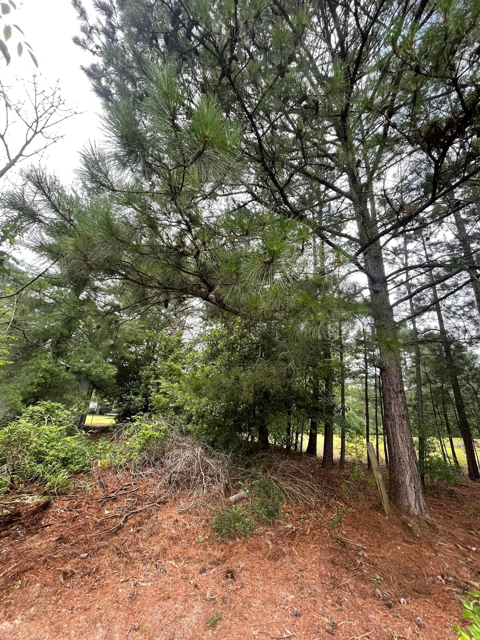Tall Trees on Field – Elgin, SC - Kirby's Tree Care