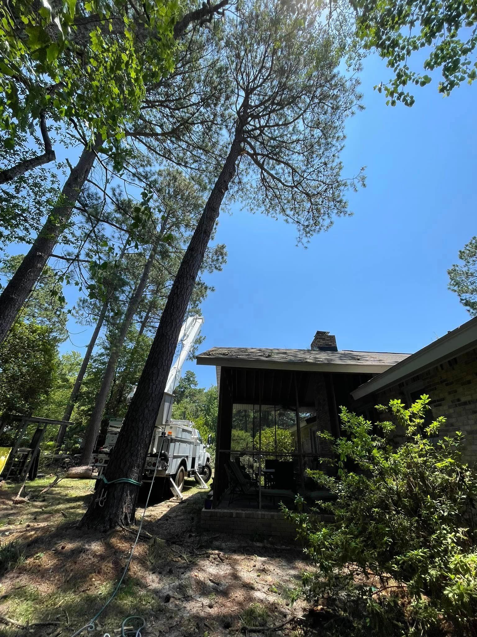 Trees in a Residential Land – Elgin, SC - Kirby's Tree Care