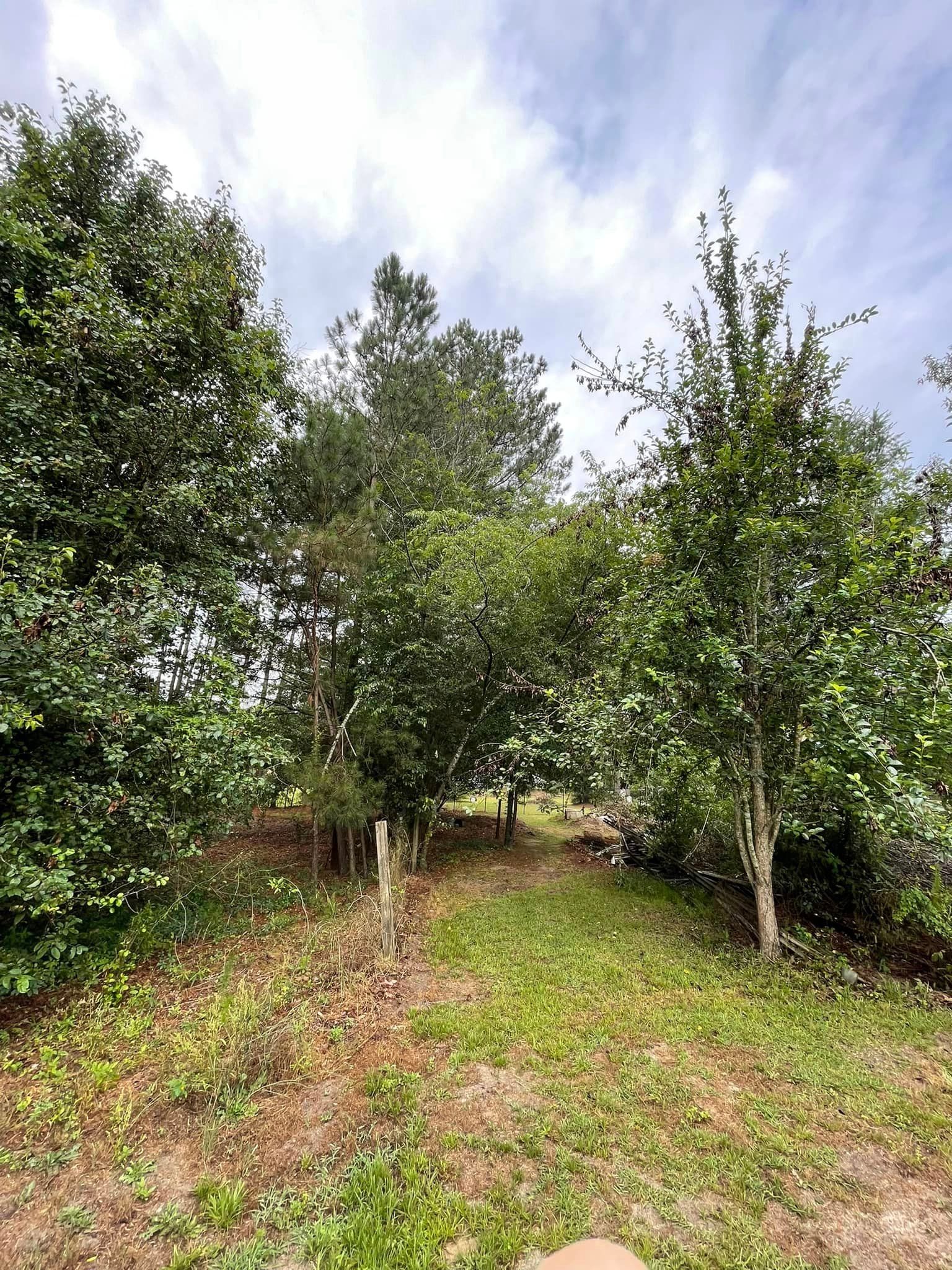 Trees on Field – Elgin, SC - Kirby's Tree Care