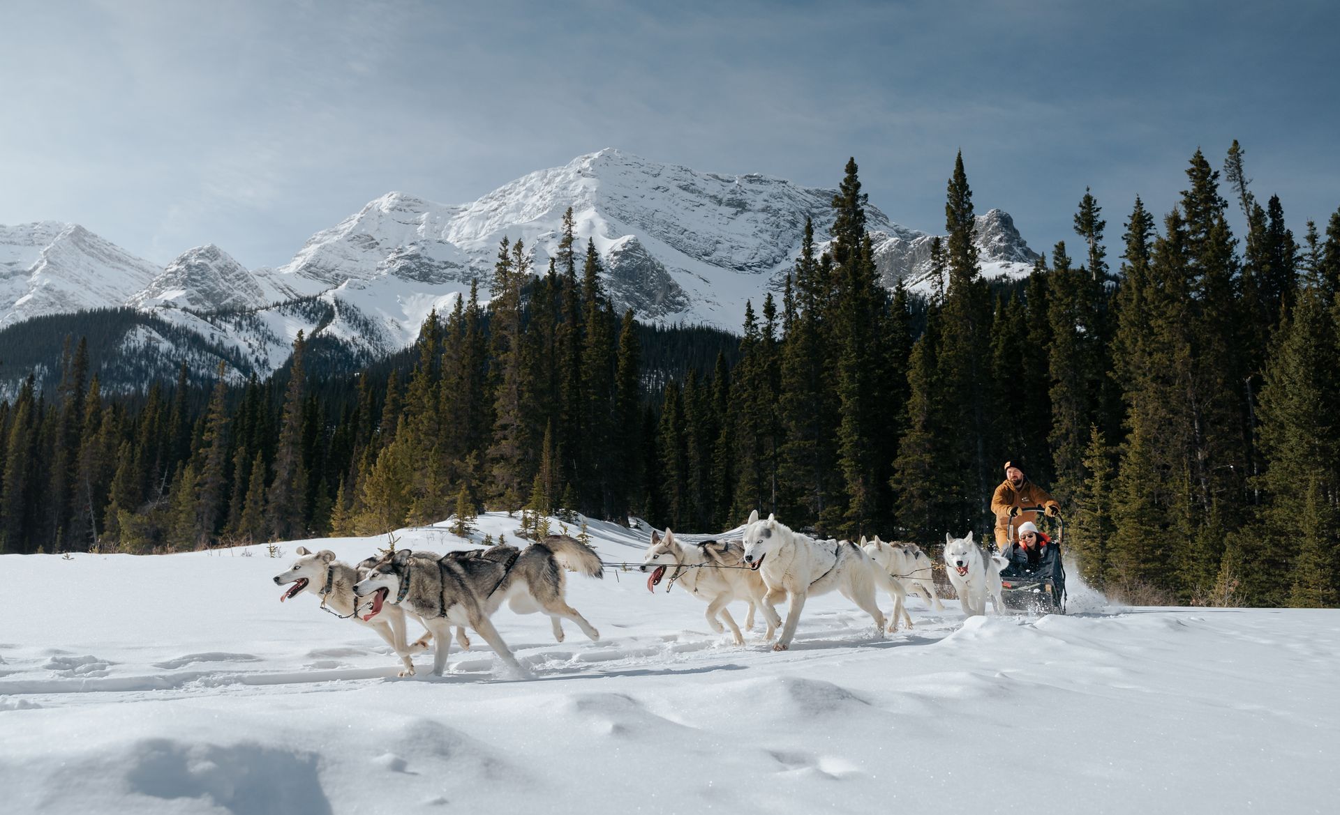 Snowy Owl Dog Sledding : Things to Do in Canmore in Winter