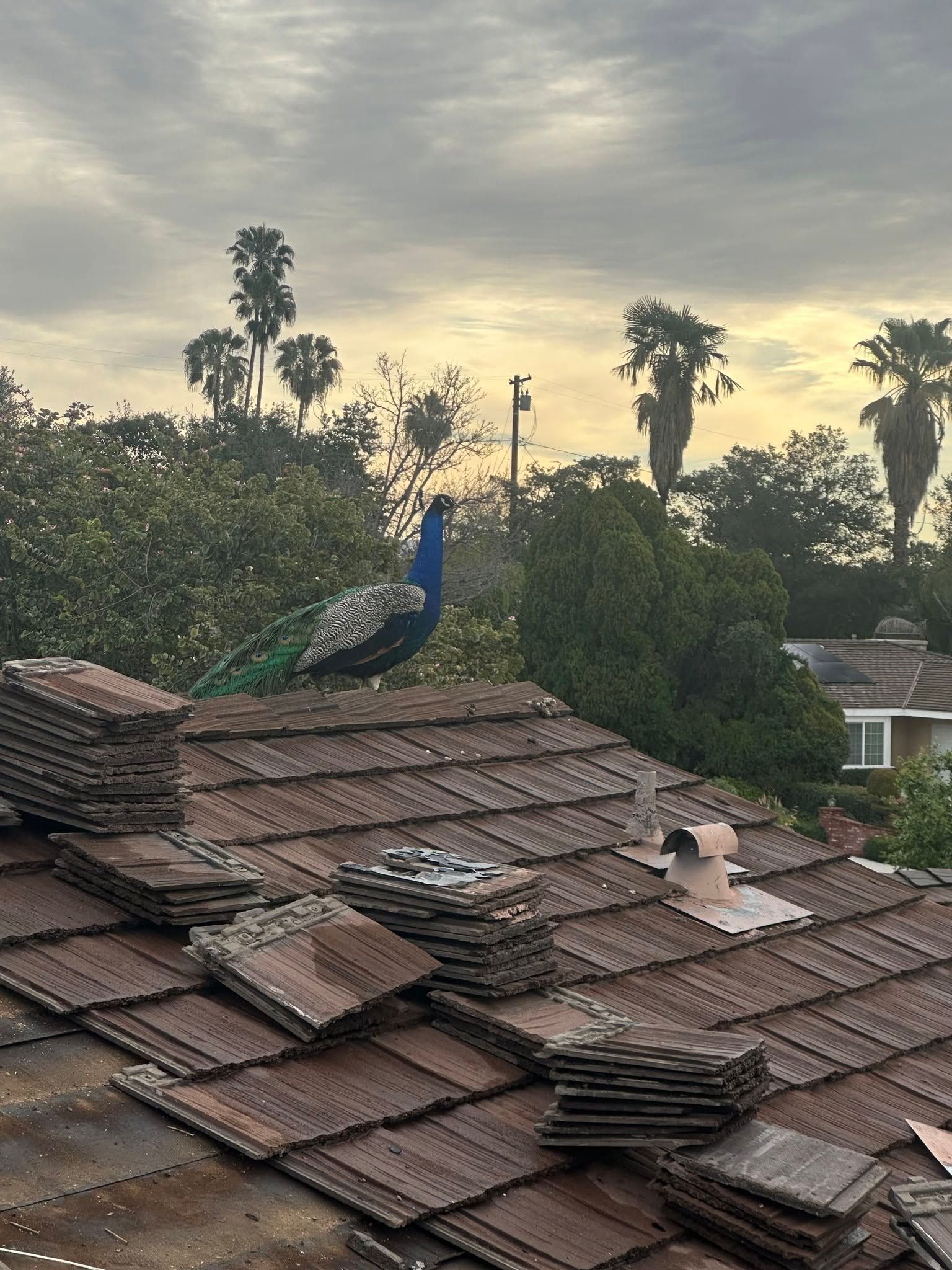 Peacock standing on a red-tiled roof at sunset with palm trees in the background