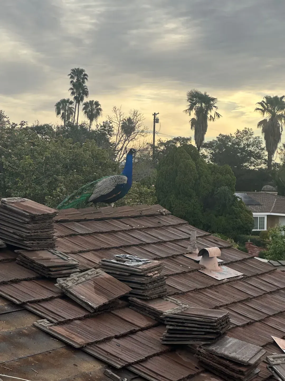 Peacock standing on a tiled rooftop at dusk with palm trees and cloudy sky in the background