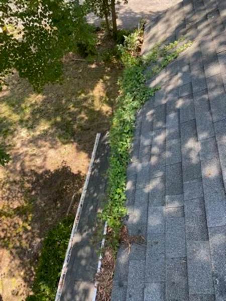 Before Leaves Were Removed — Henrico, VA — Central Virginia Power Washing