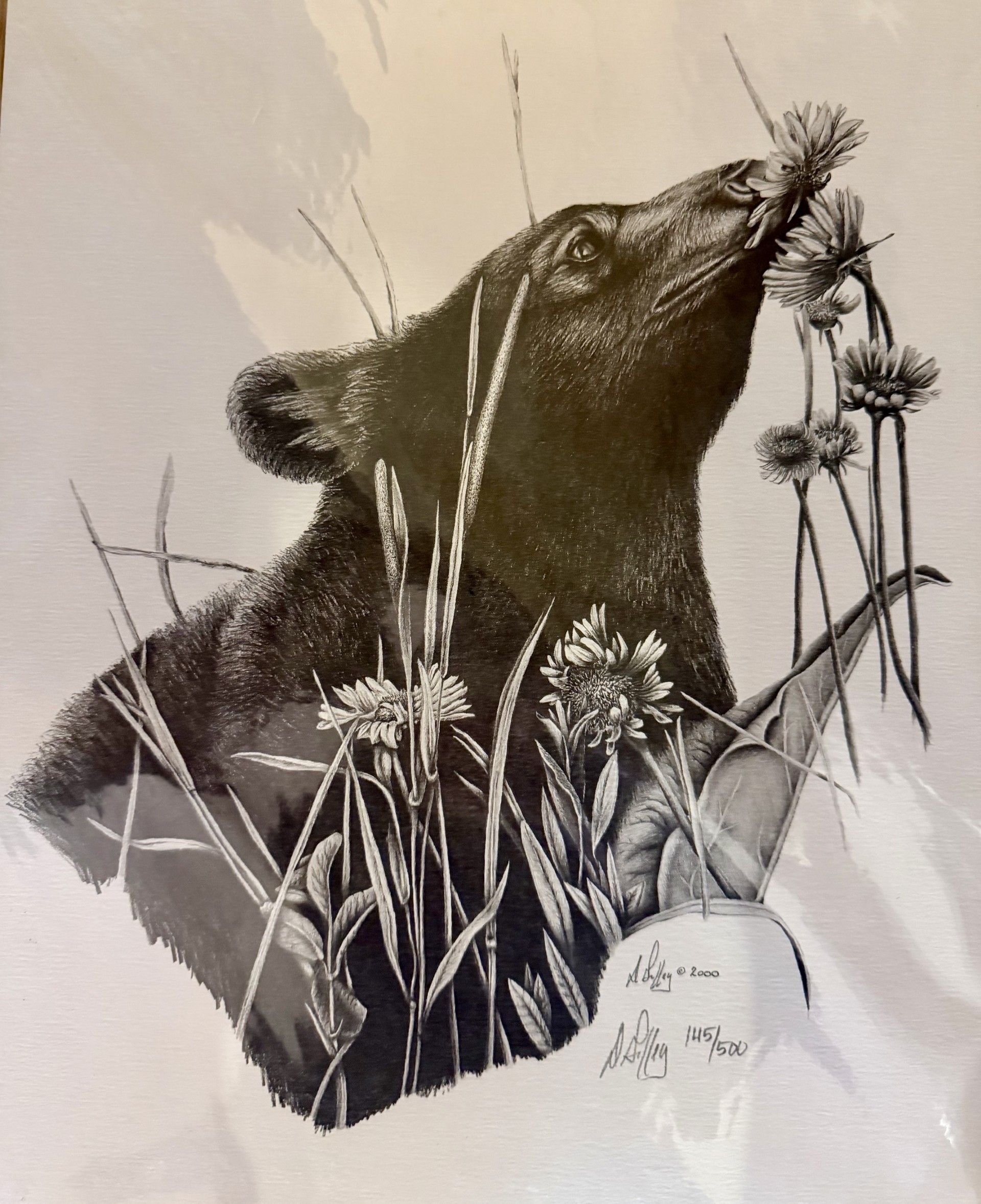 Black bear in tall wildflowers, sniffing a bloom in a monochrome illustration.