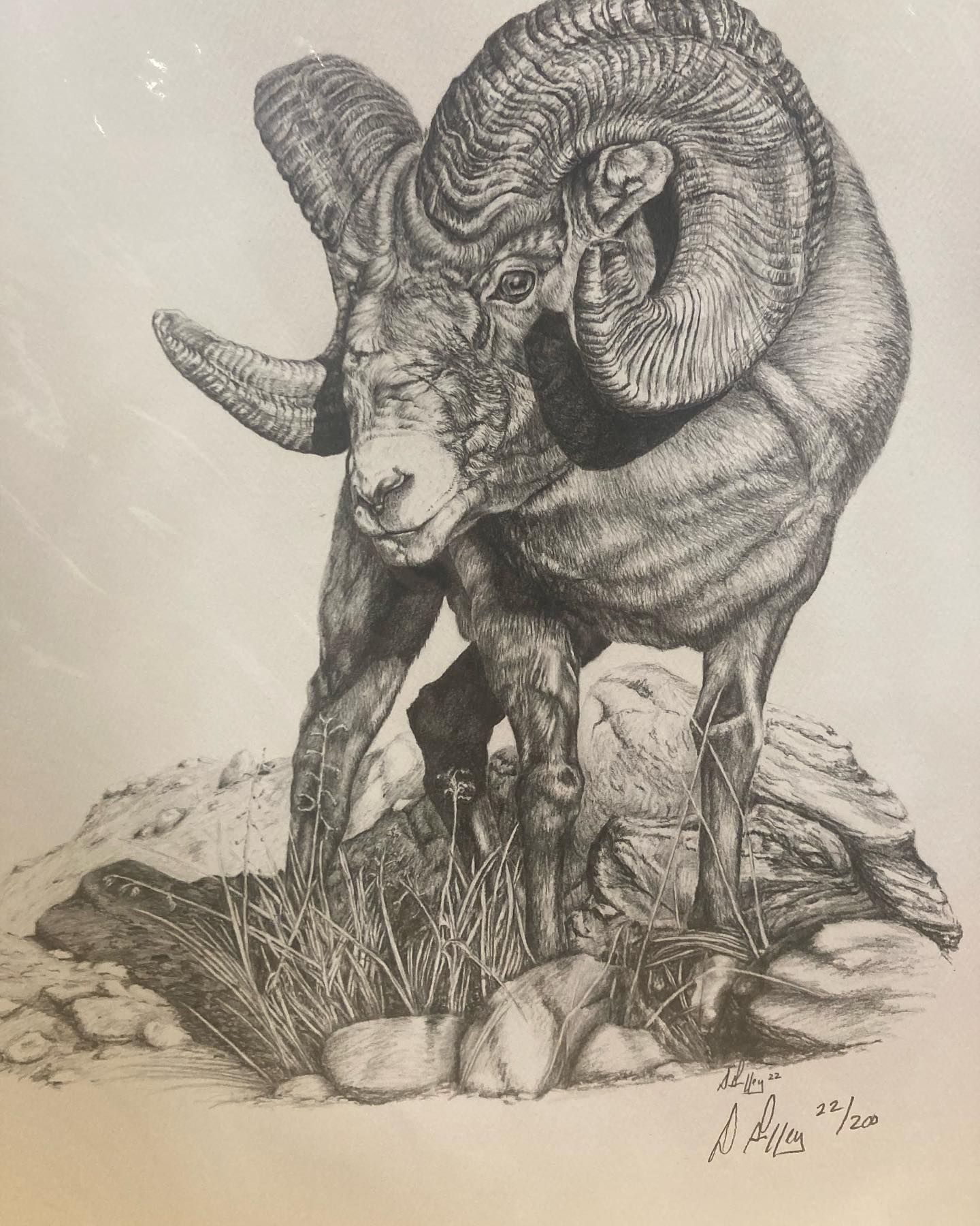 Detailed black-and-white drawing of a ram with large curved horns standing on rocks and grass.