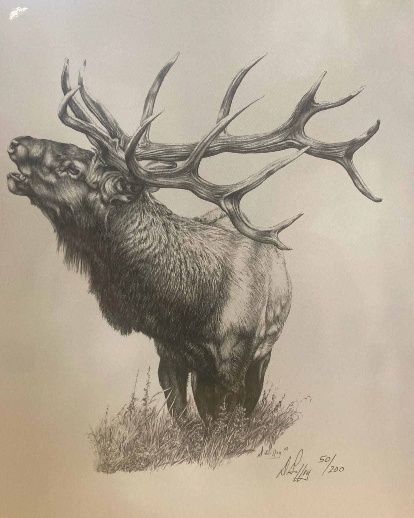 Charcoal sketch of a stag with large antlers standing in grass on a plain background
