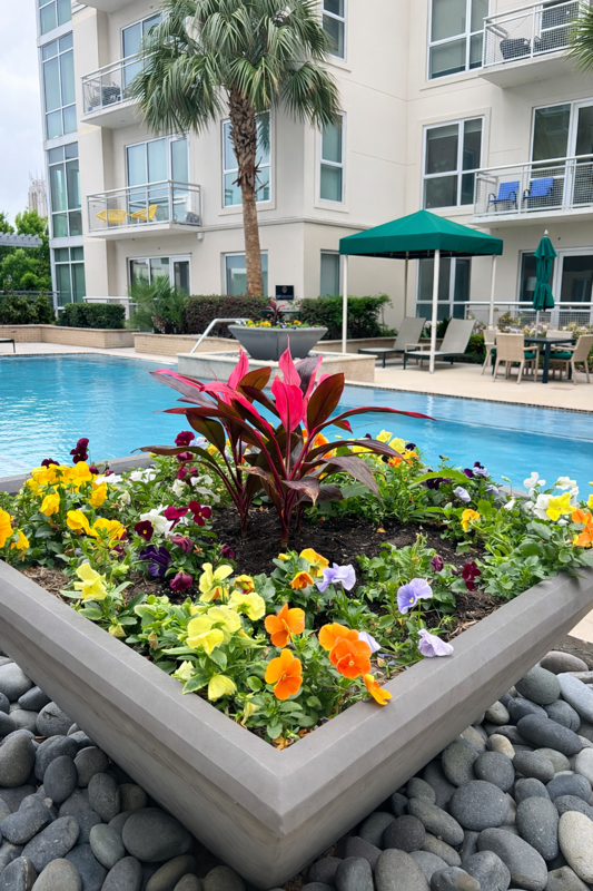 Flower bed with red and white flowers, green grass, and townhouses in the background.