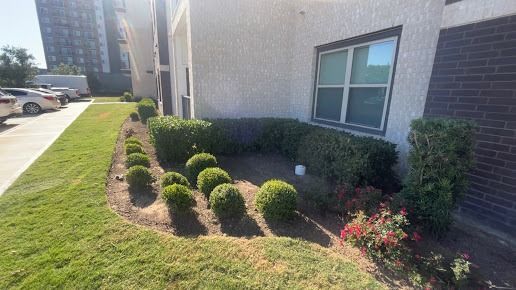 Landscaped apartment exterior with trimmed shrubs, grass, and a window along a sidewalk