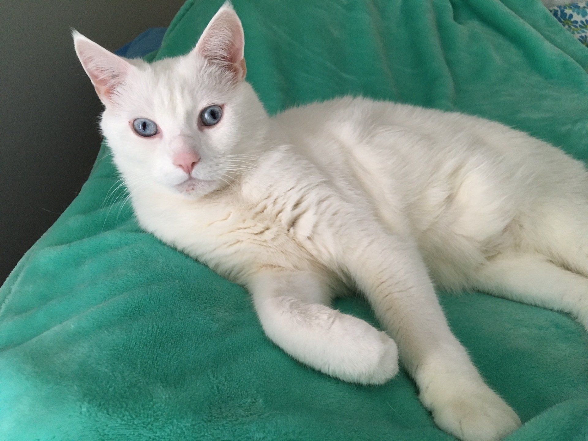 dr_eleniaks_cat