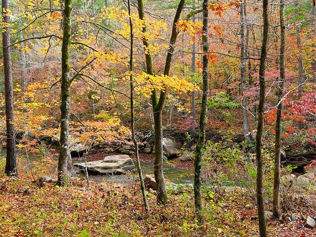 Autumn forest with colorful fall leaves, tall trees, and a small rock stream in the foreground