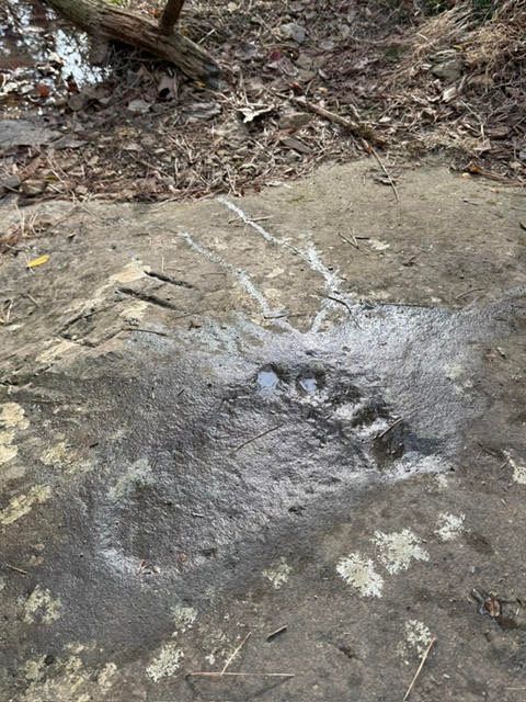 Black bear paw print in a muddy rock patch outdoors near a stream.