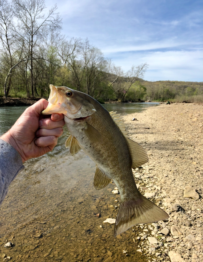 Hand holding a largemouth bass over a rocky riverbank with trees and blue sky in the background
