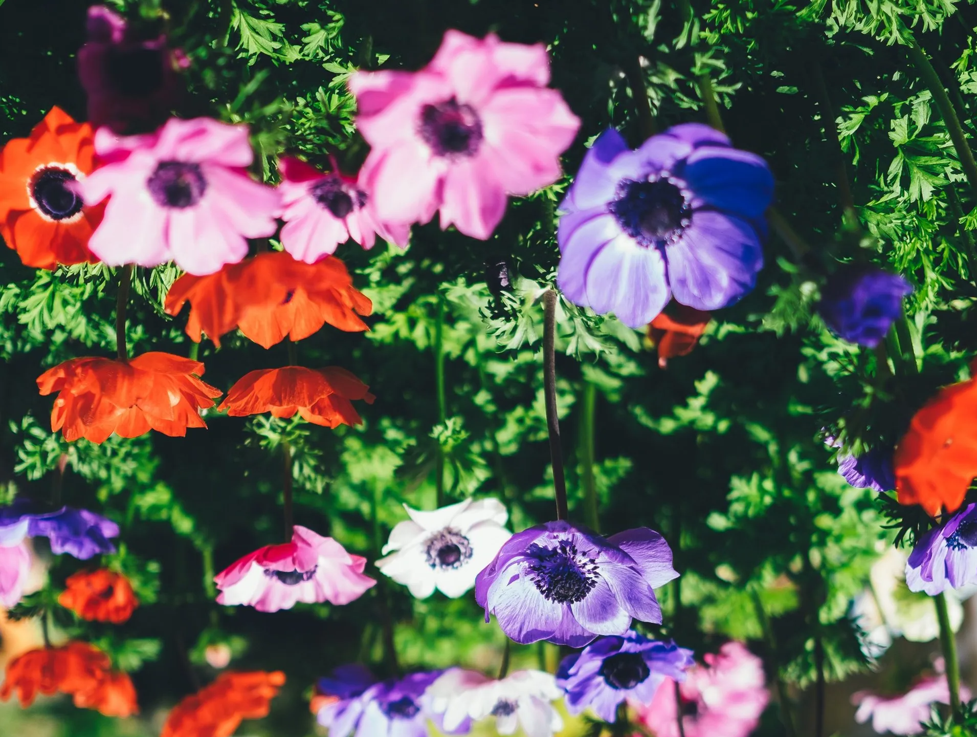 A bunch of colorful flowers are growing in a garden.
