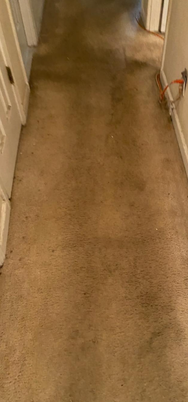 Narrow hallway with tan carpet and white walls, viewed from above.