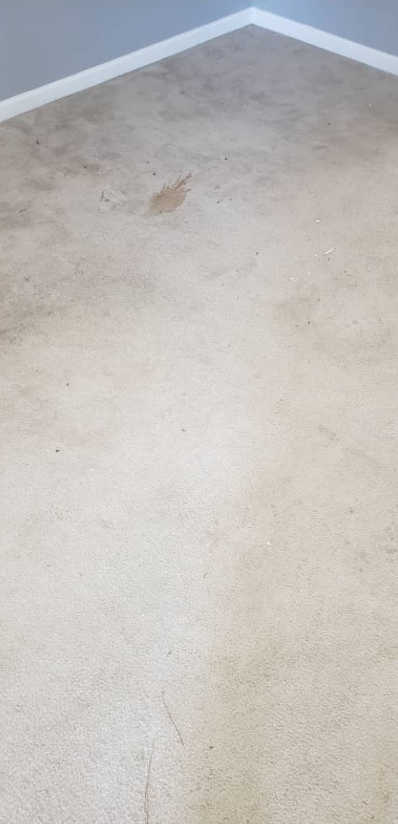Beige carpeted floor with a corner of white baseboard and light gray wall.