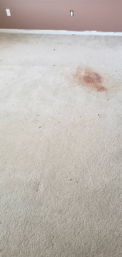 Carpeted floor with a brown stain near a pink wall and baseboard outlets.