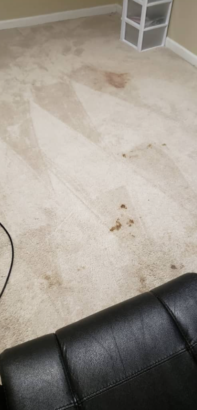 Dirty beige carpet with several stains near a black leather chair and white shelving unit