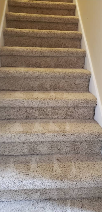 Carpeted staircase viewed from the bottom, with white walls and beige steps.