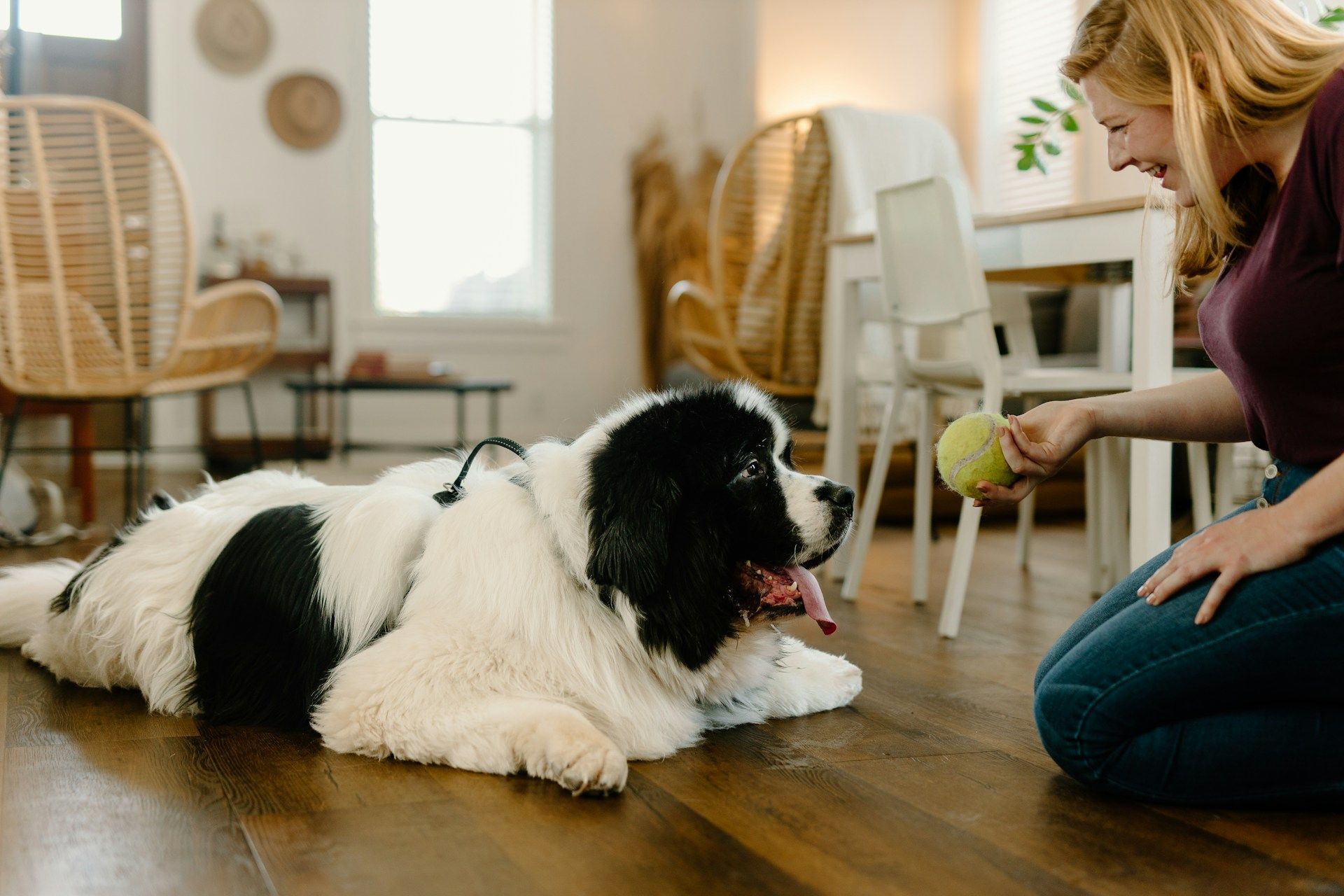 Woman playing with large black-and-white dog indoors with a tennis ball