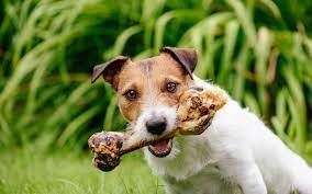 jack Russell with a Bone -Butcher in Ballarat Central, VIC