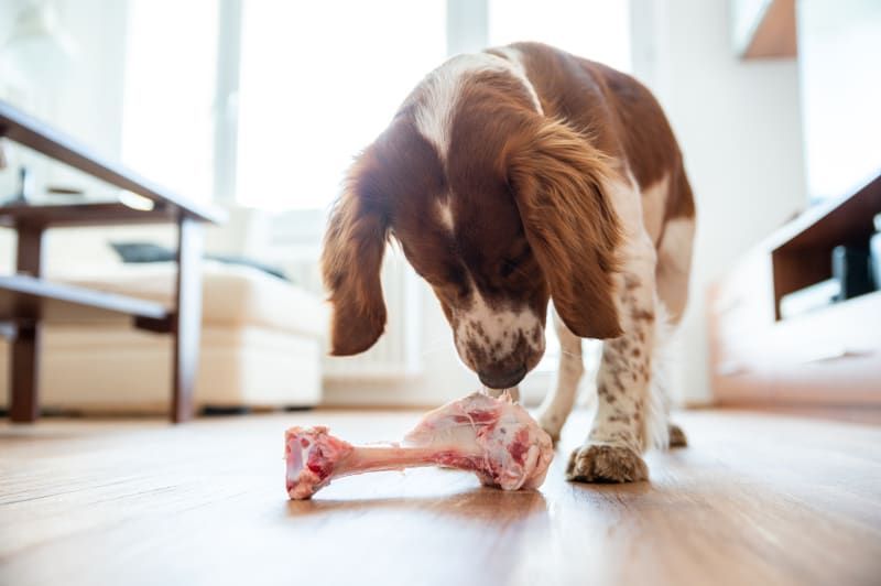 Dog sniffing a bone -Butcher in Ballarat Central, VIC