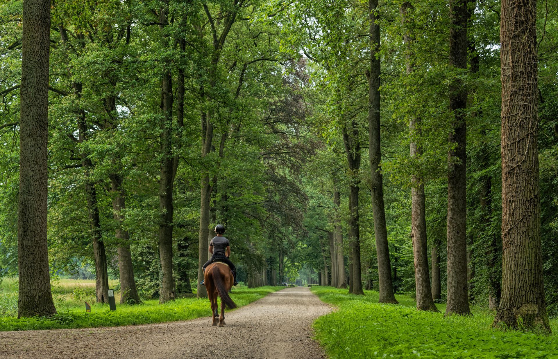 Horse Riding — Franklin, TN — Shara Smile