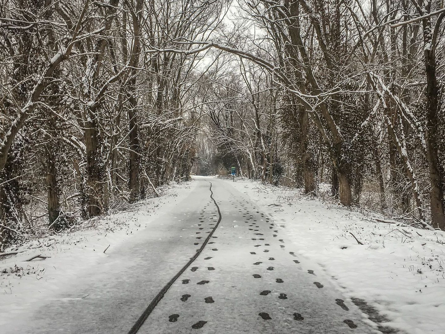 Snowy path through trees, footprints in the snow.
