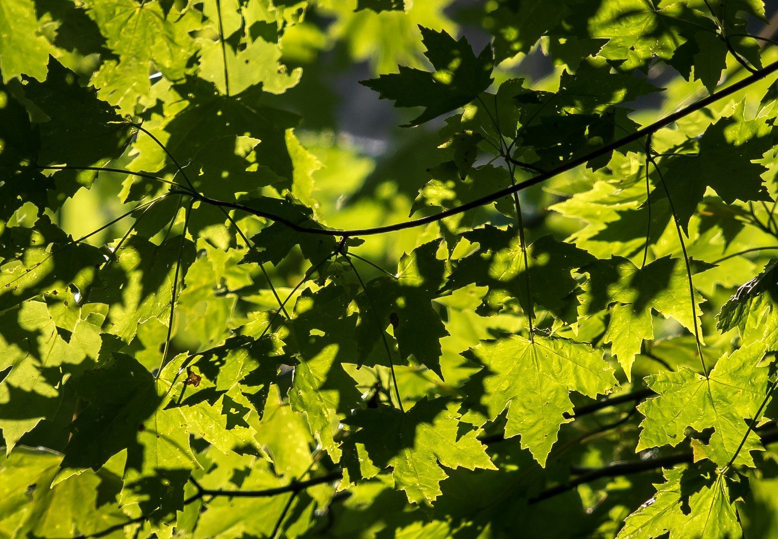 Green maple leaves, sunlight filtering through.