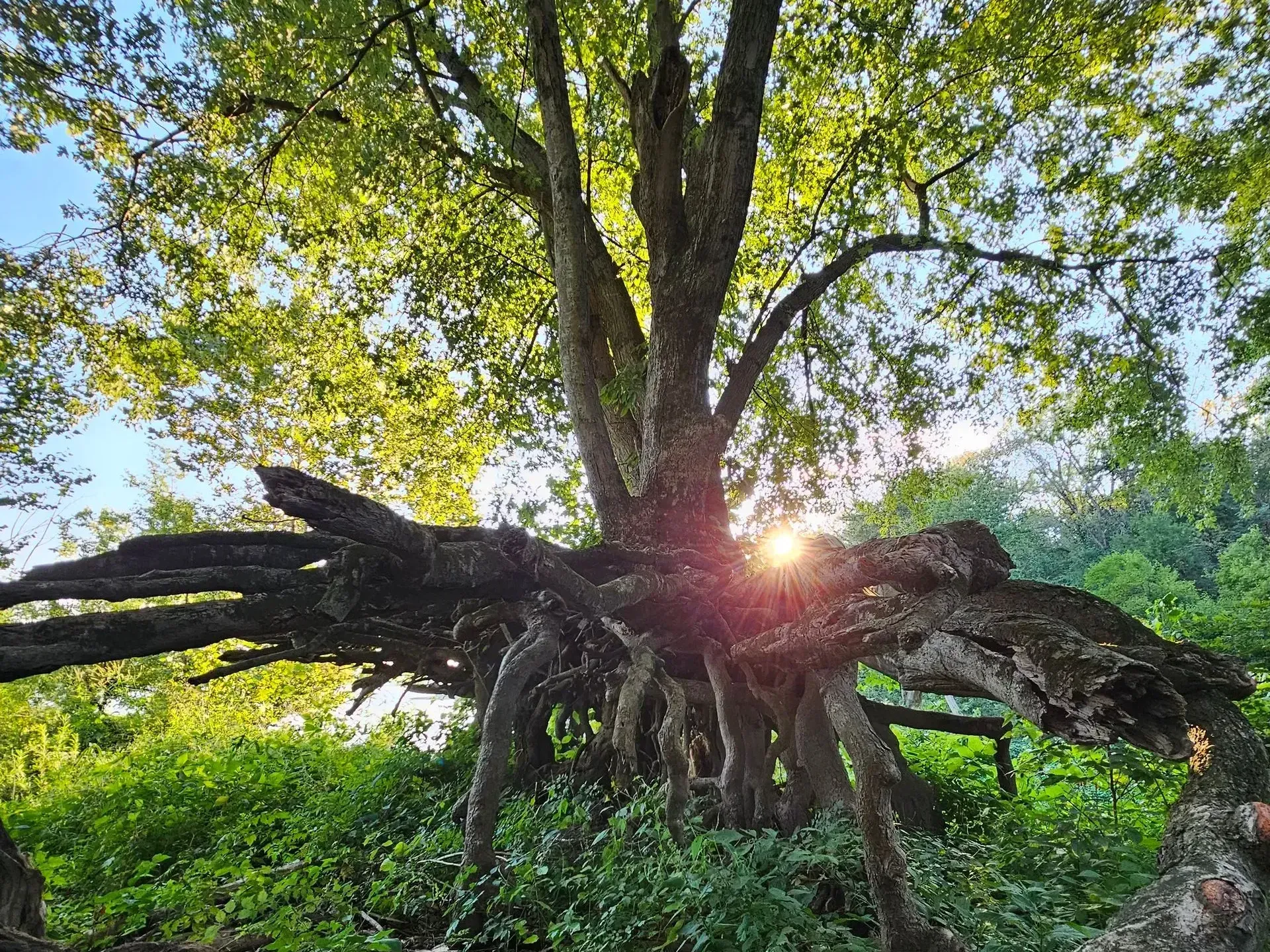 Large tree with sprawling roots, sunlight shining through its leaves.
